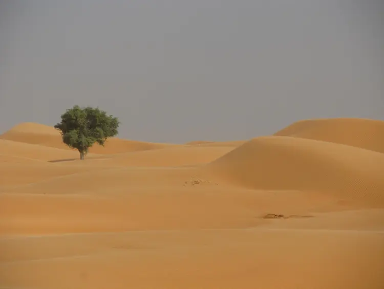 kǝska-a kǝri-a (faransa: arbre et dune; ingilisingilisi: tree and dune)