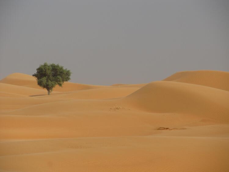 kǝska-a kǝri-a (faransa: arbre et dune; ingilisingilisi: tree and dune)