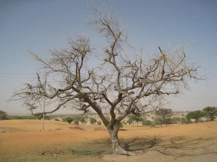 kǝska (faransa: arbre; ingilisingilisi: tree)