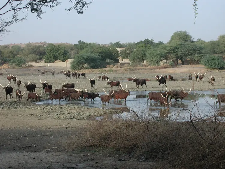 dalowa (faransa: boeuf, bovins; ingilisingilisi: cattle)