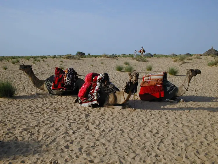 kaɍimowa (faransa: chameaux; ingilisingilisi: camels)