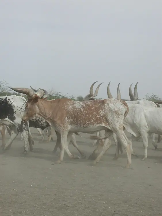 feya (faransa: vaches; ingilisingilisi: cows)