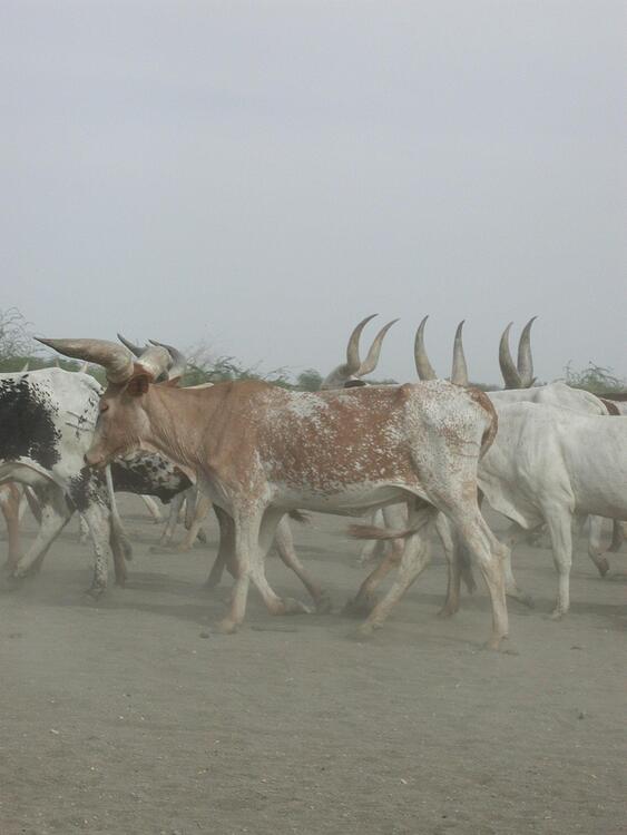 feya (faransa: vaches; ingilisingilisi: cows)