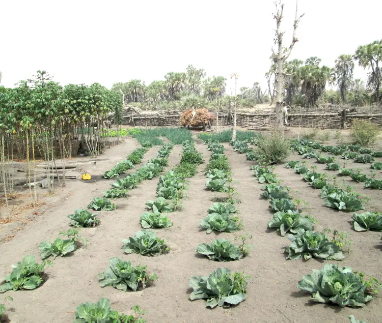 jǝrwu (faransa: jardin; ingilisingilisi: garden)