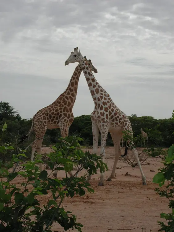 kanjǝrra, am laa kaɍimo karaaye cani (faransa: girafes; ingilisingilisi: giraffes)