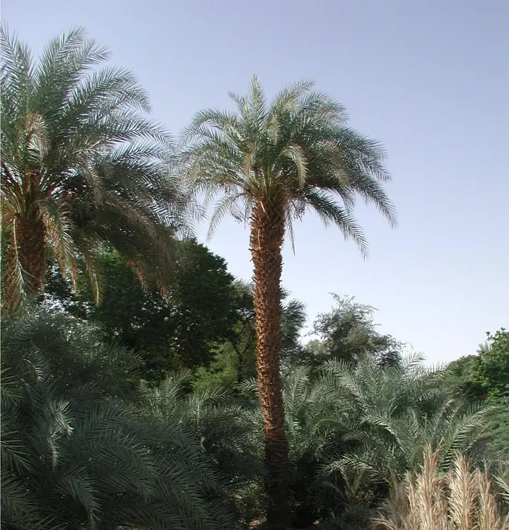 diwino (faransa: dattier; ingilisingilisi: date palm tree)